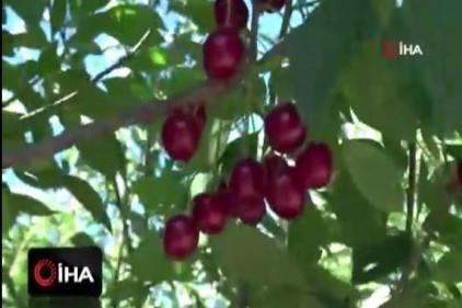 Vişne fiyatları çiftçiyi üzdü