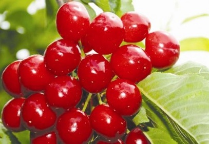 Vişne her derde deva