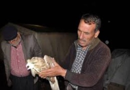 Vurulmuş yaralı şahin bulundu 