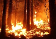WWF Raporu: 2020 orman yangınlarında “felaket yılı” 2019’dan daha kötü