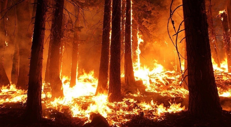 WWF Raporu: 2020 orman yangınlarında “felaket yılı” 2019’dan daha kötü