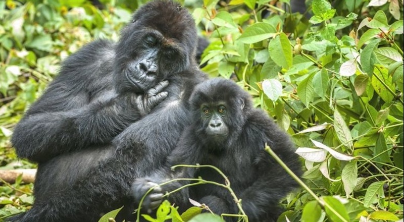 WWF: Yaban hayvanlarının nüfusu 50 yılda yüzde 68 azaldı