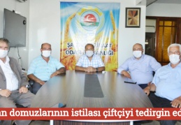Yaban domuzlarının istilası çiftçiyi tedirgin ediyor
