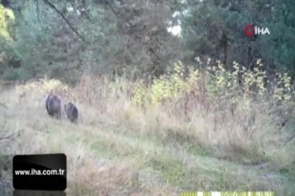 Yaban hayvanları fotokapana takıldı