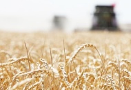 Yabancıların Türkiye’de 16 milyon metrekare tarım arazisi var