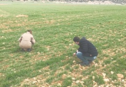 Yağış olsa da artık hububatta istediğimiz rekolteyi alamayız