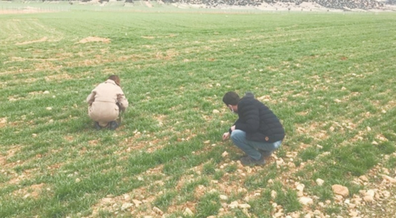 Yağış olsa da artık hububatta istediğimiz rekolteyi alamayız