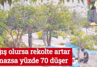 Yağış olursa rekolte artar, olmazsa yüzde 70 düşer