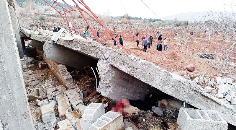 Yağış sonrası ahır çöktü, 5 büyükbaş hayvan telef oldu