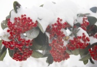 Yağışlar güzeldi, ama şimdi don tehlikesi var