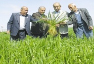 Yağmur, buğday ve arpa ekili alanlara iyi geldi