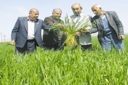 Yağmur, buğday ve arpa ekili alanlara iyi geldi