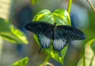 Yağmur kelebekleri neden öldürmüyor?