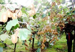 Yağmur kiviyi vurdu