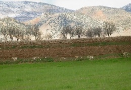 Yağmur ve kar Araban Ovası'na bereket getirdi