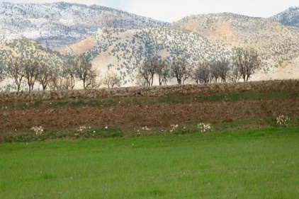 Yağmur ve kar Araban Ovası&#039;na bereket getirdi