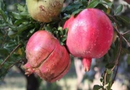 Yağmuru yedi “Kirli hanım” oldu