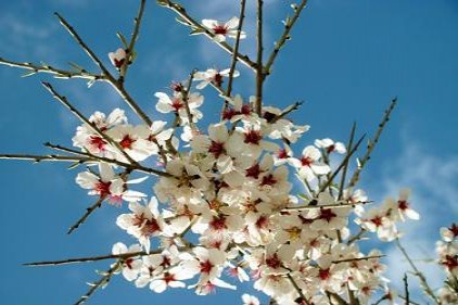 Yalancı bahara kandılar, çiçek açtılar