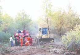 Yanan orman için 70 bin fidan desteği verilecek