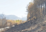 Yanan ormanların büyük bir çoğunluğu kızılçam ormanı, tamamen yanmış kızılçamlar yeniden sürgün verebilse de bunların yeniden eski haline gelmeleri oldukça zor