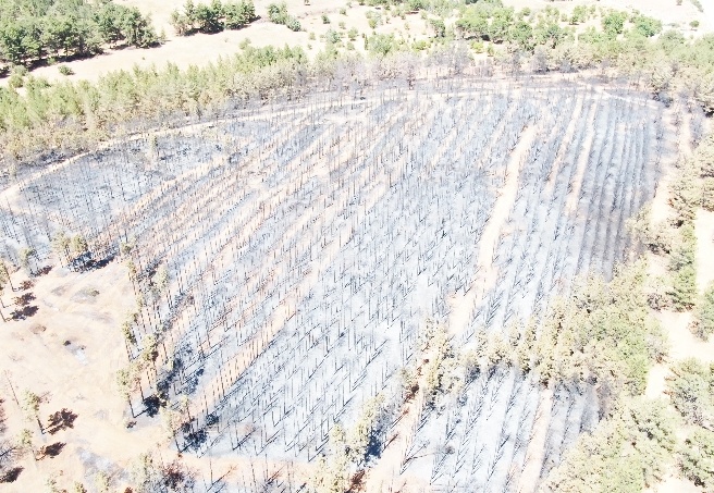 Yangının bıraktığı hasar havadan görüntülendi