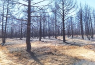 Yangının bıraktığı hasar havadan görüntülendi