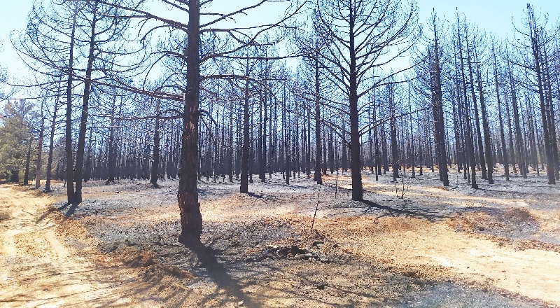 Yangının bıraktığı hasar havadan görüntülendi