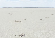 "Yanlış tarım politikaları binlerce flamingoyu öldürdü"