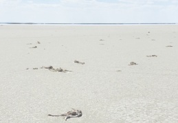 "Yanlış tarım politikaları binlerce flamingoyu öldürdü"