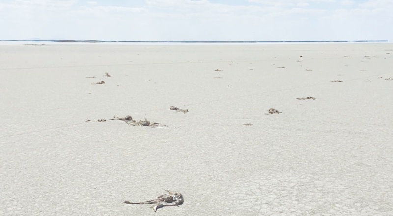 "Yanlış tarım politikaları binlerce flamingoyu öldürdü"