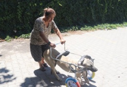 Yanlış tedaviyle ayakları kesilen köpeğe yürüteç 