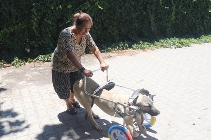 Yanlış tedaviyle ayakları kesilen köpeğe yürüteç 