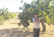 Yapraktaki sararmalara ve dökülmelere dikkat edilmeli