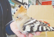 Yaralı ağaçkakan tedavi altında