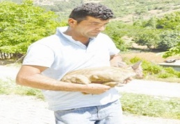 Yaralı ceylan hayvanat bahçesinde