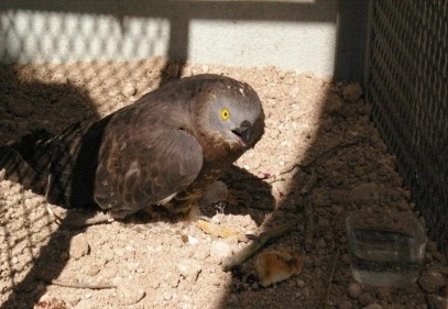Yaralı Doğan Gaziantep’e getirilecek 