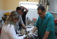 Yaralı geyik tedavi altında