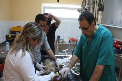 Yaralı geyik tedavi altında