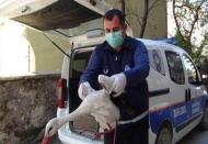 Yaralı halde bulunan leylek tedavi altına alındı