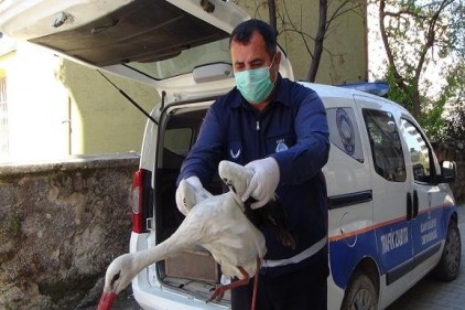 Yaralı halde bulunan leylek tedavi altına alındı