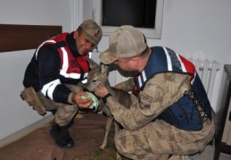 Yaralı karaca, Doğa Koruma ve Milli Parklar ekiplerine teslim edildi