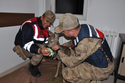 Yaralı karaca, Doğa Koruma ve Milli Parklar ekiplerine teslim edildi
