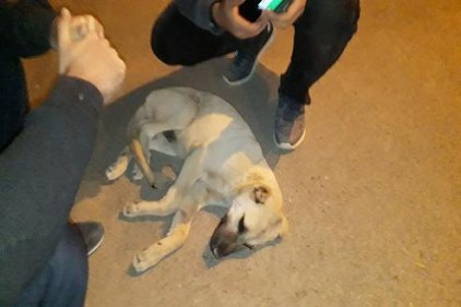 Yaralı köpek, 3 saat sonra yoldan kaldırılarak veterinere götürüldü