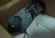 Yaralı kuşa yardım eli