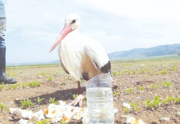 Yaralı leylek hayvan hastanesine götürüldü