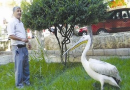 Yaralı pelikan korumaya alındı
