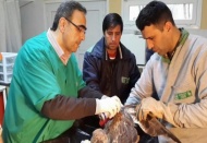 Yaralı Şahin hayvanat bahçesinde