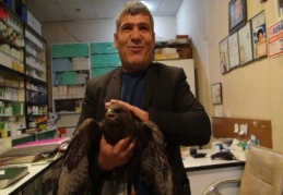 Yaralı şahin tedavi edildi