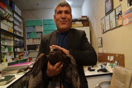 Yaralı şahin tedavi edildi