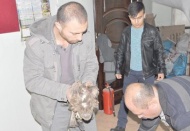 Yaralı şahin tedavi ediliyor